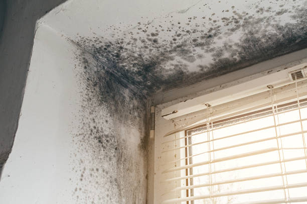 Affordable Mold Remediation solutions in Salem, IL